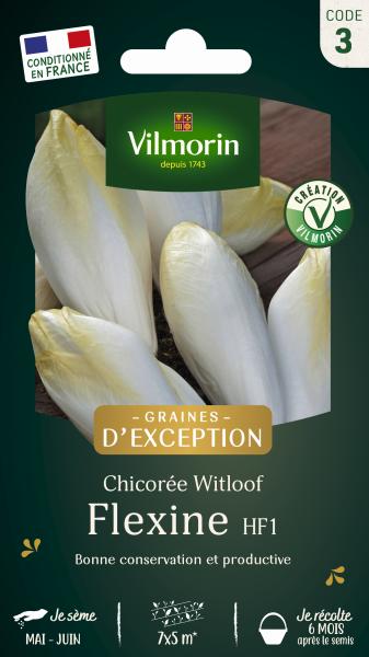 Potagères - Chicorée Witloof (endive) Flexine HF1 - face recto